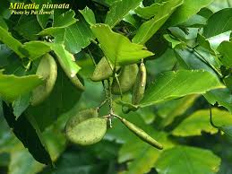 Image result for Millettia