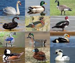 Ducks, ducks, ducks 10 questions. Click A Waterfowl Quiz By Alvir28