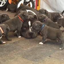 Dog price in sri lanka ikman.lk. Lulu Kennels Posts Facebook