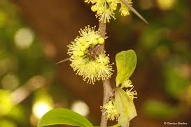 Image result for Dovyalis afra