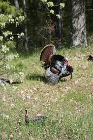 Here's a look at their fascinating behavior during autumn. Eastern Wild Turkey Wildlife Illinois