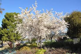 Image result for Pycreus permutatus