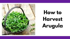 Chinensis ) flowers before the harvest don't have to mean total failure. How And When To Harvest Arugula Must Know Tip To Keep Your Arugula From Bolting Together Time Family