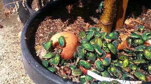 Résultat de recherche d'images pour "metallic green fig beetle"