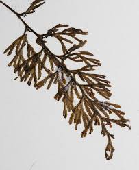 Image result for Hymenophyllum tunbridgense