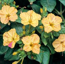 Image result for Mirabilis jalapa