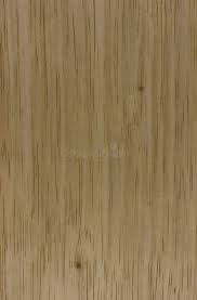 Image result for Terminalia superba