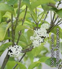 Image result for Pleiocarpa