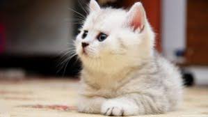 Chat Munchkin Lesiteduchat Com I respect the other person because they showed me their hard work. chat munchkin lesiteduchat com