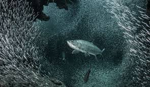 Realm Of The Hunter Prey By Ellen Cuylaerts Underwater Creatures Underwater Photography Marine Life