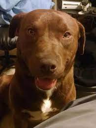 Pin On Adoptable Pets