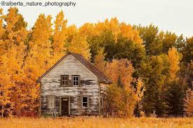 Missing the fall color's already.🍁 . . . . . #fall #fallcolors #nature  #building #autumn #autumnvibes #red #yellow #orange #green #leaves #leaf  #season #outdoors #beauty #naturelovers #alberta #forest #sweaterweather