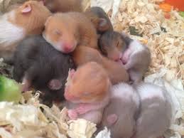 Black And White Syrian Hamster For Sale Baby Syrian Hamsters Only 7 Left Walsall West Midlands Cute Hamsters Syrian Hamster Hamster