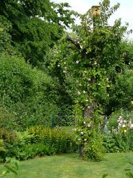 Obstbaum Als Kletterhilfe Fur Rosen