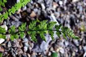 Image result for Woodsiaceae