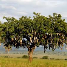 Image result for Kigelia