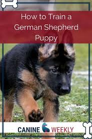 How To Train A German Shepherd Puppy German Shepherd Puppies Training German Shepherd Puppies German Shepherd