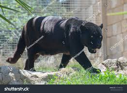 Image result for Panther Black 2001 Puma