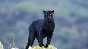 Black Panther Animals Hd Wallpaper Wallpaperbetter