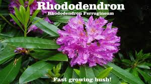 Planting the skip laurel shrub. Rhododendron Ferrugineum In Flowers Grown From A 5 Plant From Lowes Youtube