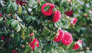 Seven Ways To Use Camellias Mitre 10
