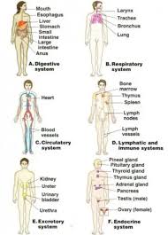 Educational infographic chart for kids, science or language learning. Give Me The Well Labelled Diagram Of Human Body With Description Of All Parts Science Life Processes 13566334 Meritnation Com