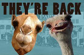Meet and greets with the animals will take place from 5 to 6. Selma Race Track To Hold Ostrich And Camel Races This Weekend