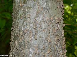 The fruit is a popular food for birds and small mammalian wildlife. Celtis