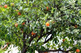 Image result for Citrus × aurantium