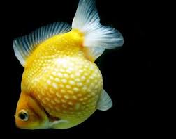 We did not find results for: Terlengkap Jenis Ikan Air Tawar Hias Terindah Gambarnya