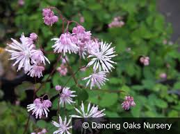 Image result for Thalictrum