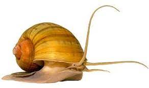 How To Take Care Of Apple Snails Food Housing And Breeding Apple Snail Snail Fish Tank