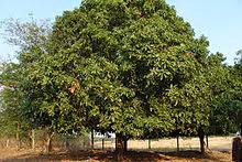 Mit etwas zeit und geduld ist es relativ leicht, einen. Mango Wikipedia