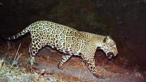 Image result for Montinia