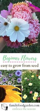 Check spelling or type a new query. Easy Flowers To Grow From Seed Family Food Garden Easiest Flowers To Grow Growing Seeds Growing Flowers