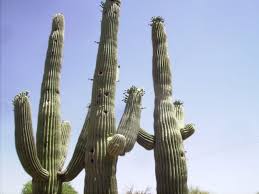 The prickly pear blooms open each. Spring In The Arizona Desert Cacti In Bloom Owlcation