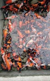 Tidak merepotkan, terlebih bagi pemula seperti kita. Cara Memelihara Ikan Koi Yang Benar Untuk Pemula Binatang Peliharaan