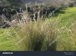 Image result for Hyparrhenia