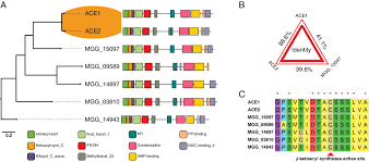 21 видео 70 просмотров обновлен 14 нояб. Emergence Of A Hybrid Pks Nrps Secondary Metabolite Cluster In A Clonal Population Of The Rice Blast Fungus Magnaporthe Oryzae Zhong 2020 Environmental Microbiology Wiley Online Library