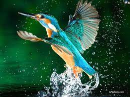 Kingfisher Santabanta.com | an entertainment portal that specialises in imagery of bollywood and hollywood movies and celebrities; kingfisher