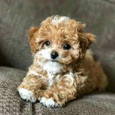 Pin By Enticing On Malti Poo Love Cute Dogs And Puppies Cute Dogs Breeds Puppies