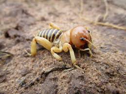 Jerusalem cricket — a large, nocturnal, wingless, long horned grasshopper, stenopelmatus fuscus, occuring chiefly in loose soil and sand along the pacific coast of the u.s. Dark Jerusalem Cricket Stenopelmatus Fuscus Inaturalist