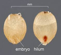 Image result for Dichapetalum edule