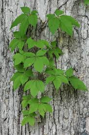 Image result for Parthenocissus quinquefolia