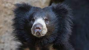 If You Ve Been To The San Diego Zoo You Ve Probably Seen Polar Bears Grizzlies And Maybe Even Giant Pandas In Past Years Sloth Bear Bear Woodland Park Zoo