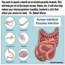 Repost Domingoslop3s Parasites Are Organisms That Live In And Feed Off A Living Host There Are A Variety Of Paras Parasite Intestinal Parasites Liver Fluke