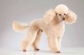 I have uploaded a quick video/pictures of our purebred standard poodl. Poodle Cuts And Hairstyles Petcarerx Com