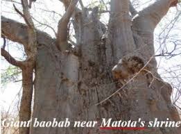 Image result for Brachystegia manga