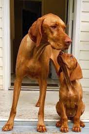 Browse thru our id verified puppy for sale listings to find your perfect puppy in your area. Barry Schoenbart Barryschoenbart Profile Pinterest