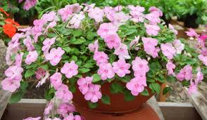 Image result for Impatiens wallerana